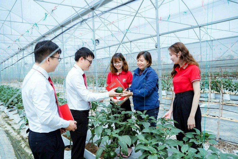 越南多家银行提供绿色信贷服务,鼓励顾客加大对高新技术农业生产的投资力度。图自nhandan.vn