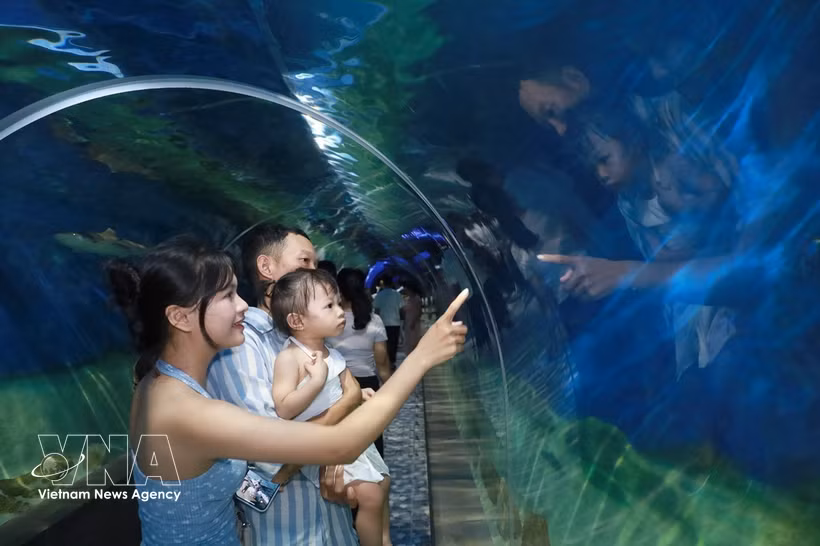 游客们在芽庄海洋学研究所了解海洋环境和生物。图自越通社