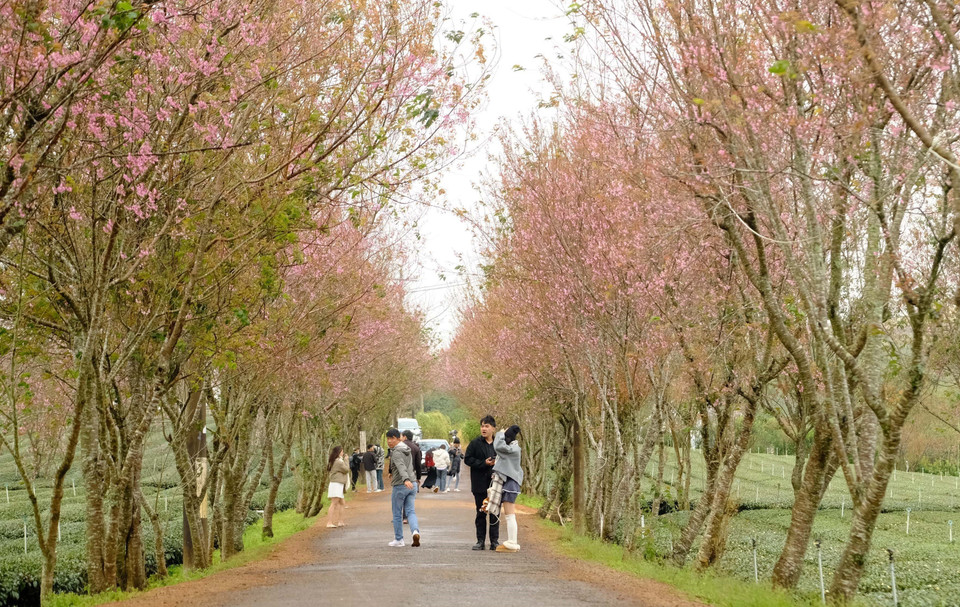 在大叻市宣春乡的街道两旁，盛开的樱桃花吸引了大量游客前来观赏和拍照。图自 越通社