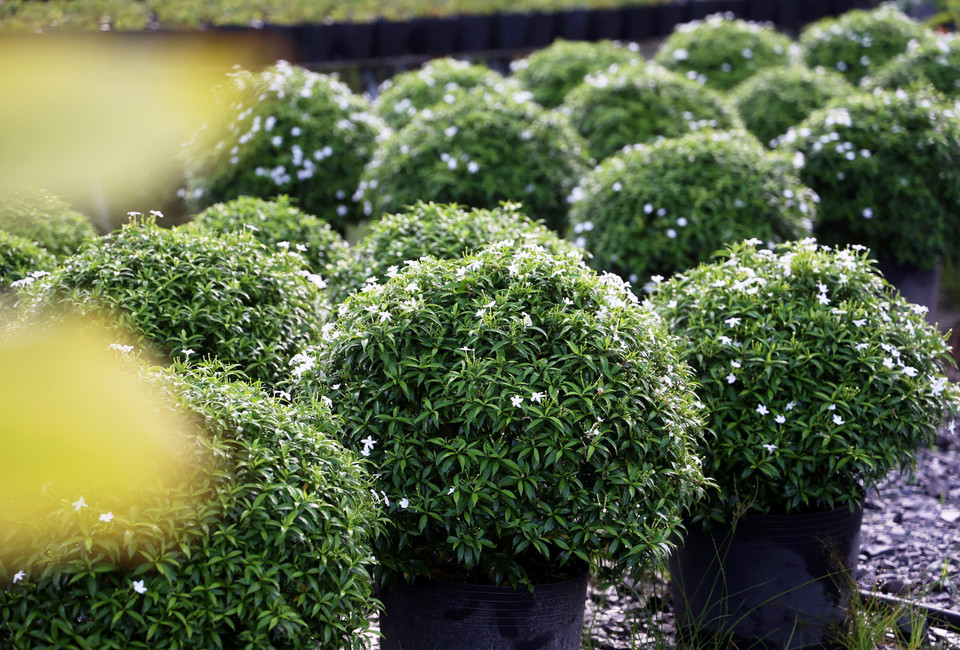 沙沥花村的万福梅花盆开始点点盛开，确保能为2025年乙巳春节市场提供服务。图自越通社