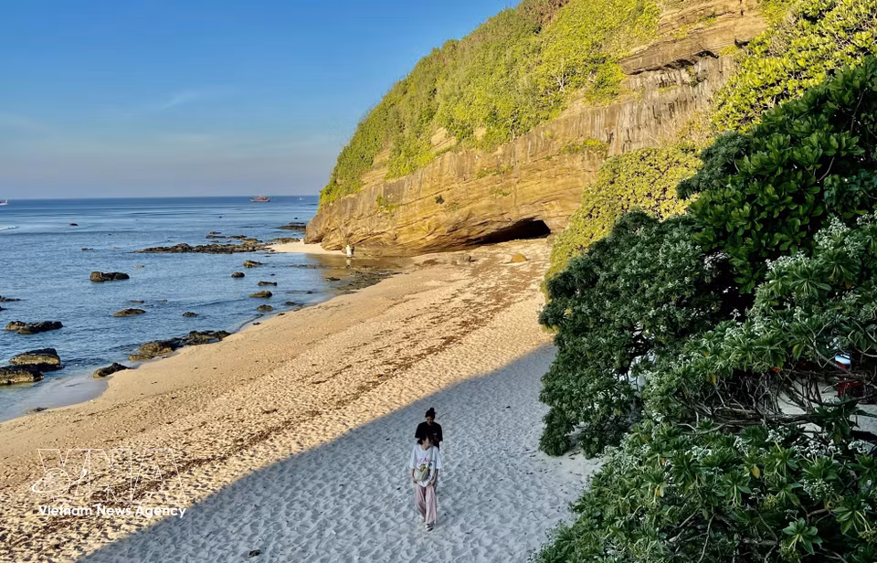 李山岛海岸边，银毛树连片成荫，构成了一道珍贵而迷人的生态景观。图自 越通社