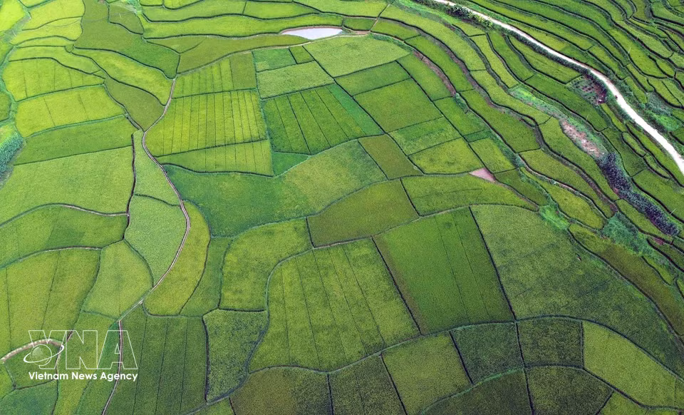 山罗省帐钙坊（Chiềng Cơi）洪村（Bản Hùn）的梯田景观。图自 越通社