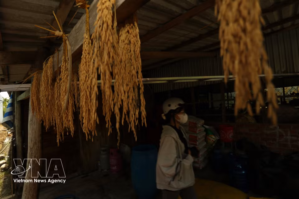 芹苴市农户将精选的稻种样本妥善保存于家中。图自 越通社