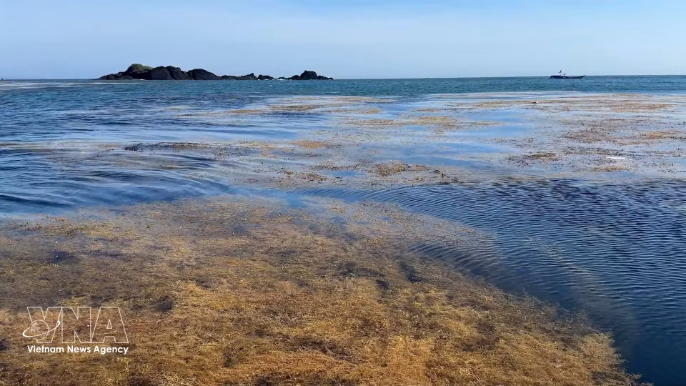 广义省东山乡海域马尾藻生态系统呈现出壮丽迷人的自然景观。图自 越通社