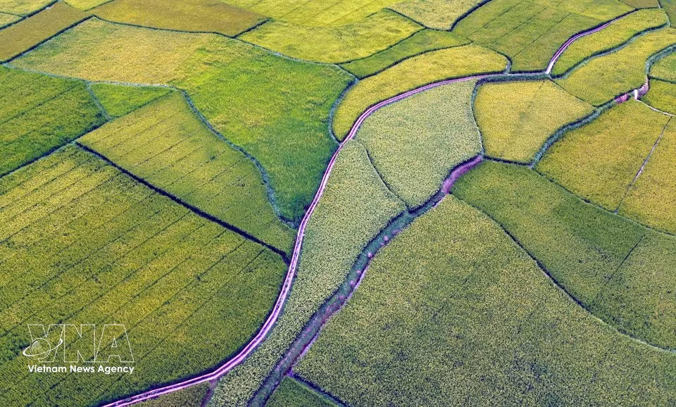 山罗省帐钙坊（Chiềng Cơi）洪村（Bản Hùn）的梯田景观。图自 越通社