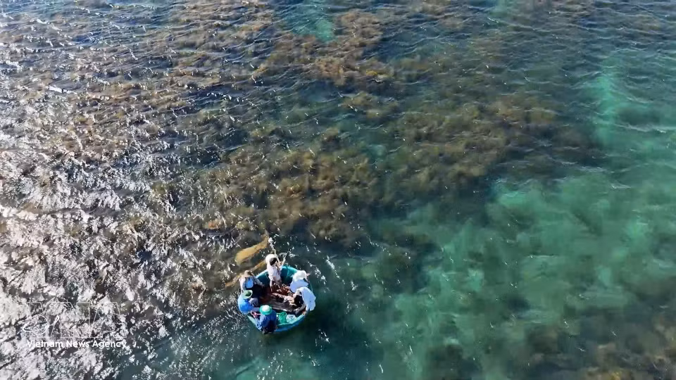 广义省东山乡燕岛海域的马尾藻生态系统。图自 越通社