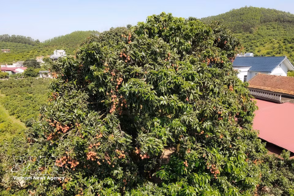 作为福和早熟荔枝种植区的母本树，这株百年古荔枝树不仅具有重要的农业价值，更成为当地文化传承的重要见证。图自 越通社