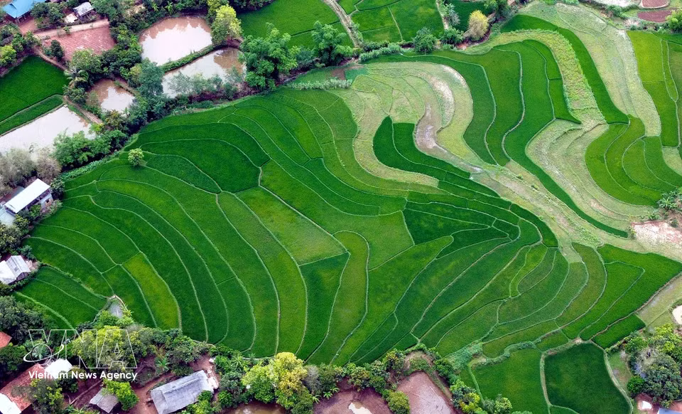 山罗省张霍乡（Chiềng Hặc）左外村（Bản Tà Vài）的梯田风光。图自 越通社