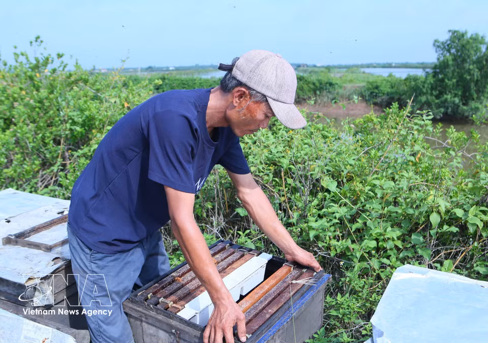 养蜂户重新调整蜂箱内巢脾位置，确保蜂群保持最佳采蜜状态，提高采蜜效率。图自 越通社