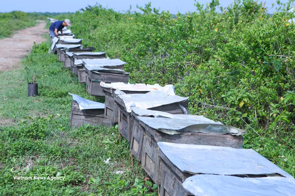每年约有5000至6000群蜜蜂被运送至春水国家公园，采集蜡烛果花和木榄花花蜜。图自 越通社