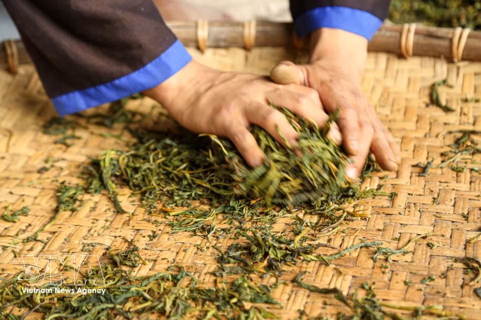 在机械设备引入之前，江溪村茶农采用手工揉捻方式对山雪茶进行加工，这一工艺对制茶者的技巧与经验要求极高。图自 越通社