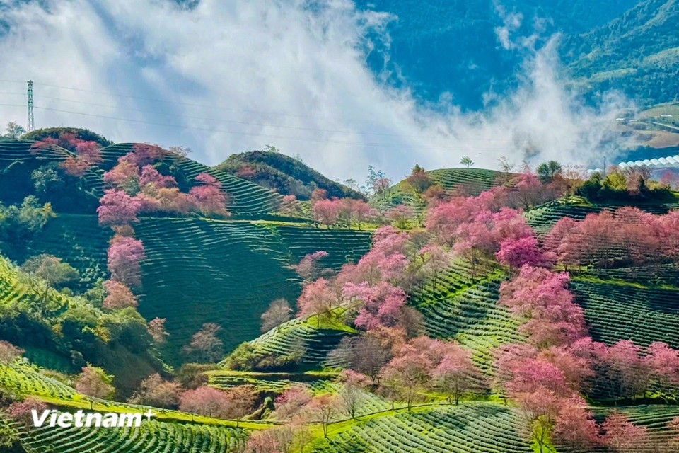 当冬风轻触高原山巅之际，沙坝仿佛在一片绚烂的粉红樱花中苏醒。图自 越通社《Vietnam+》
