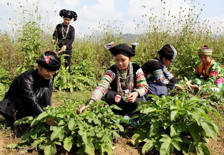 河江省草药植物护理工作。图自越通社