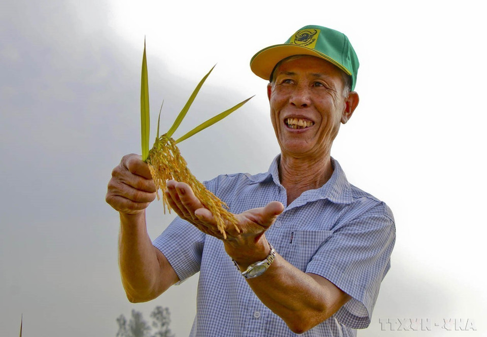 越南大米被誉为世界上最美味的大米，这不仅彰显了越南大米的质量，也进一步提升了其在国际市场上的声誉与影响力。图自 越通社
