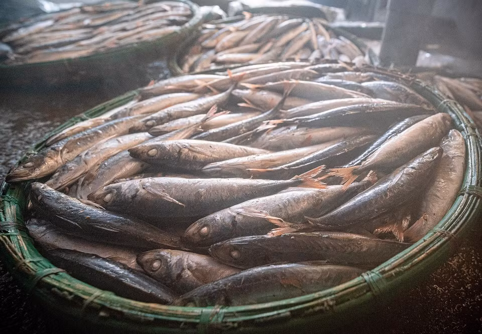 刚出锅的热腾腾鱼散发出扑鼻的海味。图自 越通社