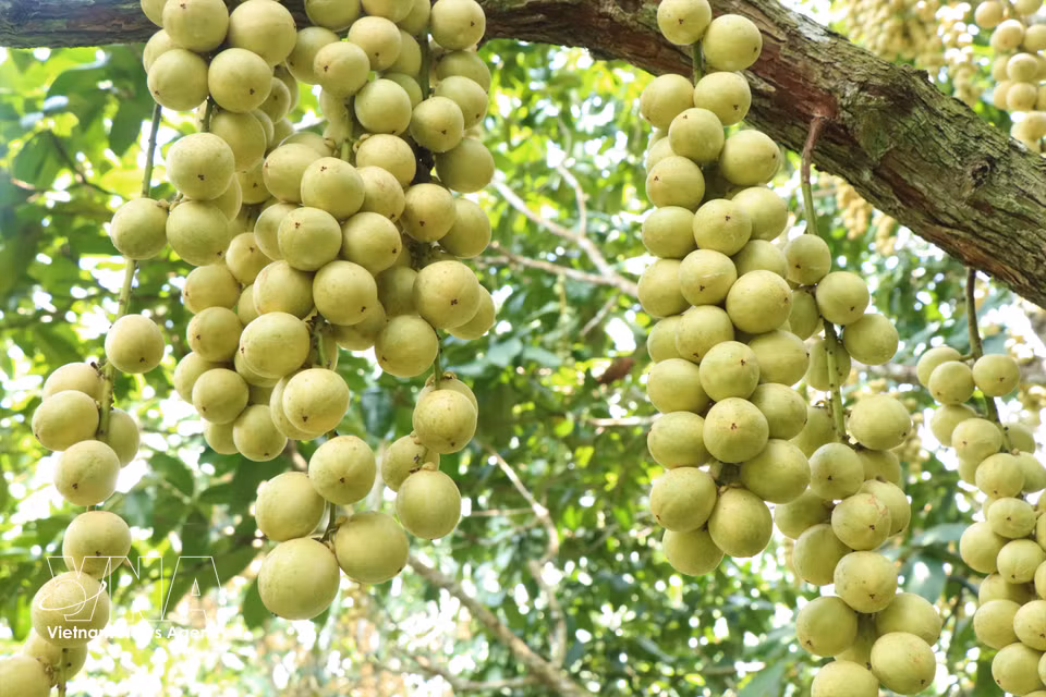 夏州木奶果是“西都”芹苴最具代表性的特色水果之一。近年来，该水果不仅在当地市场销售旺盛，也受到越南多个省市消费者的广泛欢迎。图自 越通社