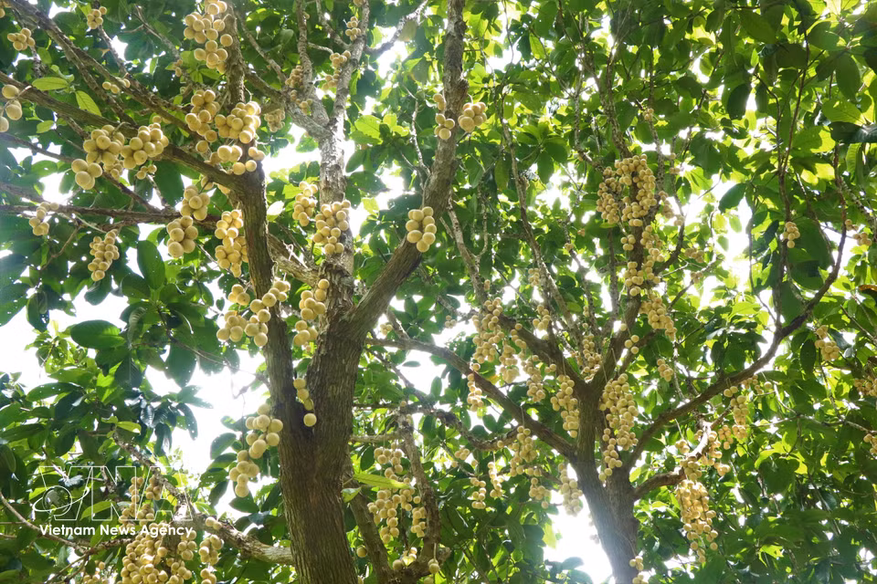 当地果农介绍，夏州木奶果种植较为省工，对化肥和植物保护药剂的投入较少，因此种植收益比较高。图自 越通社