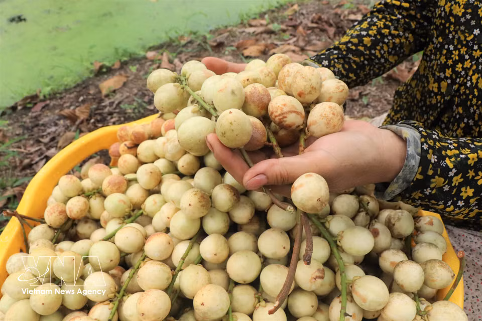 成熟后的夏州木奶果果皮呈淡黄色，果肉乳白，口感清甜，并带有一丝柔和的酸味。图自 越通社
