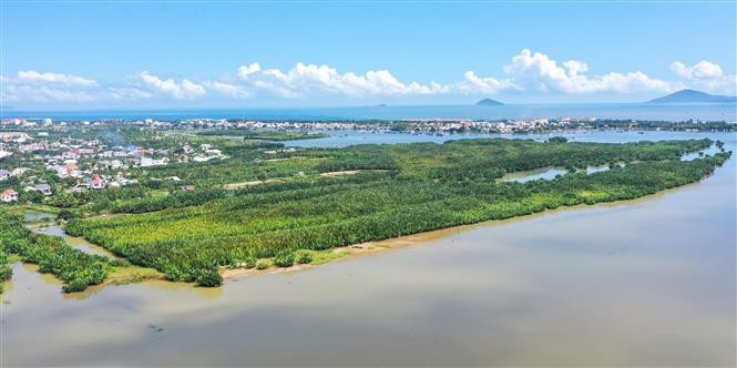 锦清村坐落在秋盆河、长江河与路景江三河奔流入东海之前的交汇之处。这里是占婆岛—会安世界生物圈保护区的缓冲地带，拥有独特而丰富的半咸水生态系统，被誉为区域的“绿色之肺”。图自 越通社
