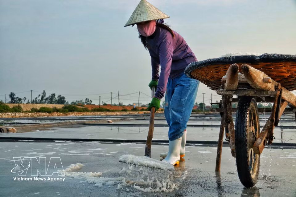 天刚蒙蒙亮，盐农们便已走进盐田，开始耙盐、收盐。图自 越通社播发