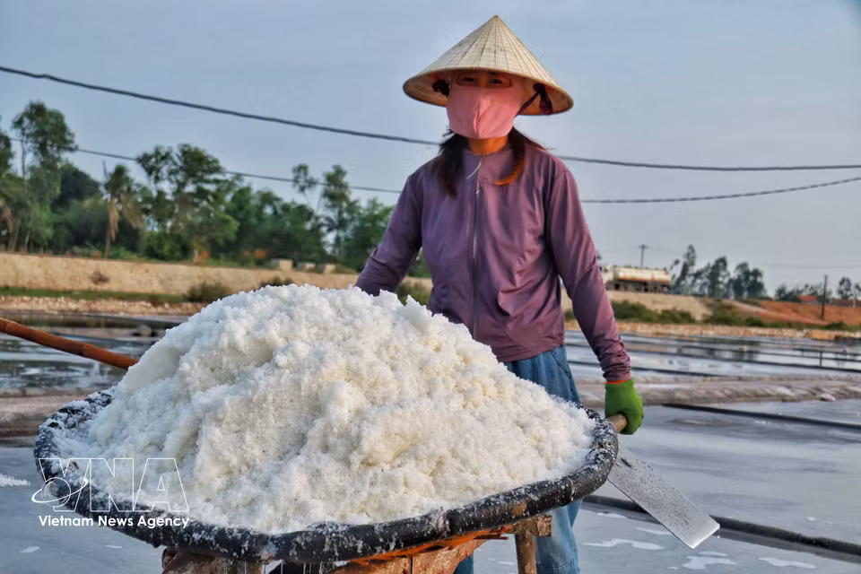 一辆辆装满食盐的手推车穿行于盐田之间。图自 越通社播发