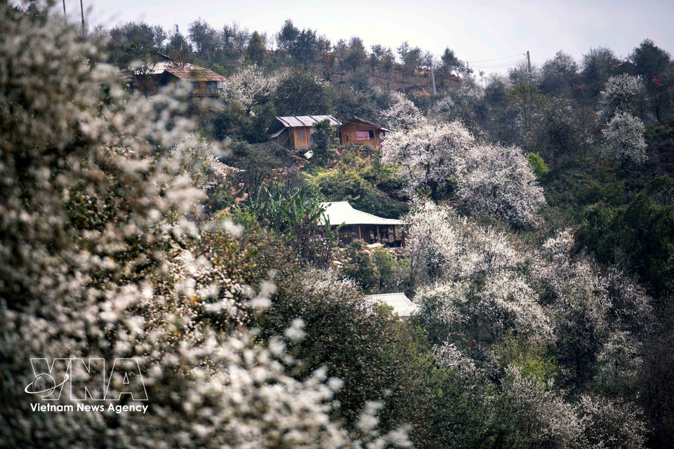 玉战乡南涅村山楂花林景观。图自 越通社