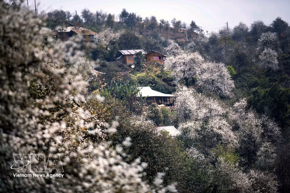 玉战乡南涅村山楂花林景观。图自 越通社