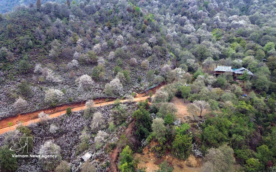 玉战乡南涅村山楂花林景观。图自 越通社