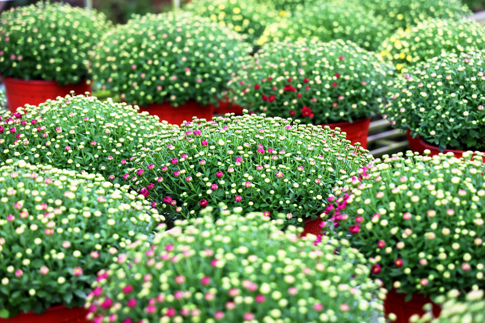 那些杭白菊盆栽的一串串花苞悄然绽放，等待在2025年乙巳春节期间盛开。图自越通社