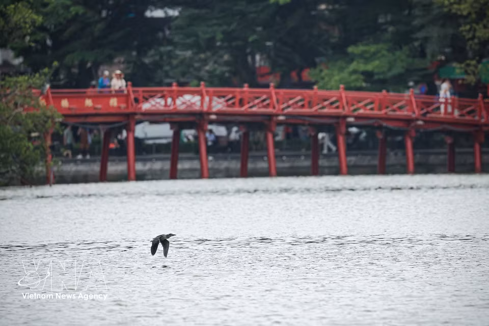 一只鸟儿低空飞越还剑湖湖面，远处可见栖旭桥。图自 越通社