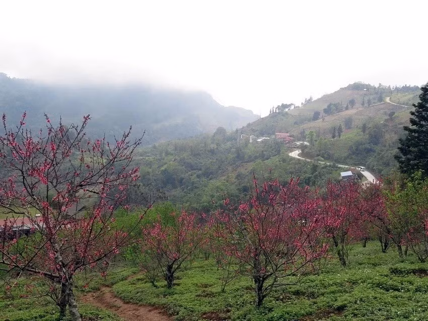 北件省风口山上的古老桃花竞相绽放。图自 越通社