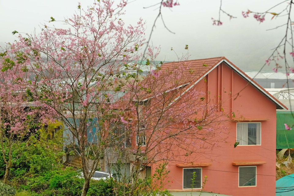 一座位于大叻山城的民房，背靠着盛开的樱桃花树，景色宜人。图自 越通社