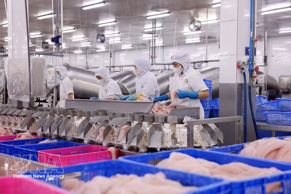 Navico的巴沙鱼产品已获得ISO、Global GAP、HACCP、IFS、BRC、GMP及HALAL等多项质量认证，目前已远销中国、中东、巴西、亚洲多国、墨西哥及美国等市场。企业营业收入逐年增长，力争2026年实现12000亿越盾营业额，2027年达到14000亿越盾。图自 越通社。