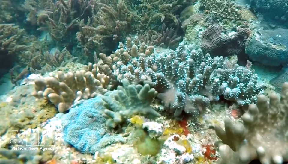 草洲岛海洋保护区面积约4300公顷，栖息着954种生物，其中包括260余种鱼类和137种珊瑚；部分珊瑚礁被评为越南发育状况良好的类型。图自 越通社