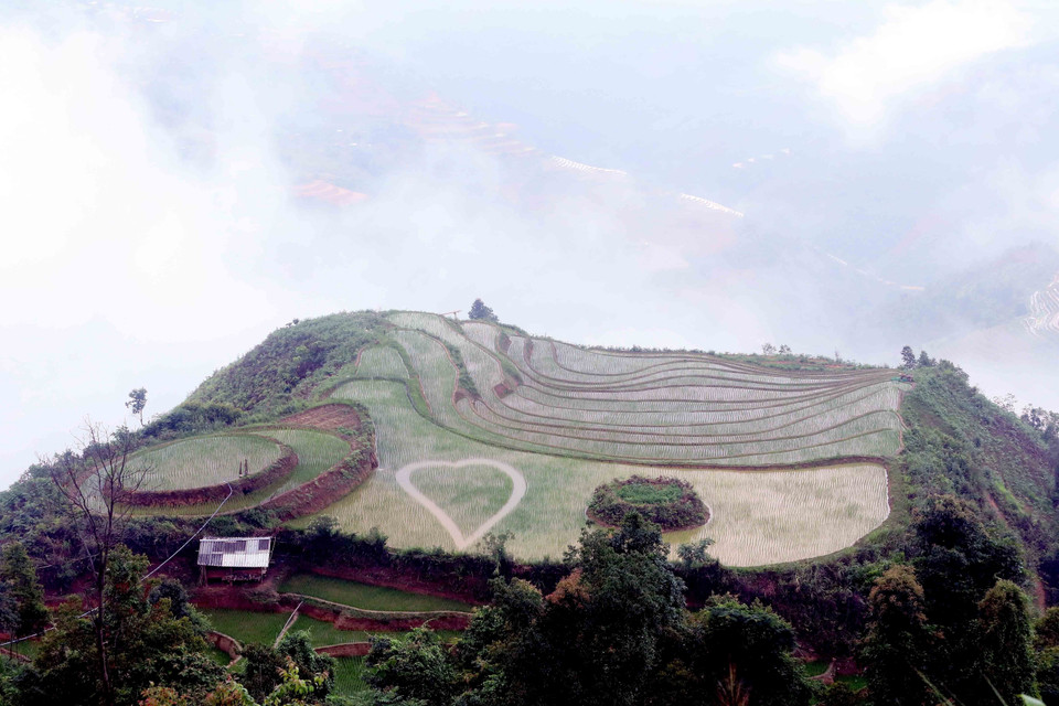 由于梯田分布在山腰高处，农民们需付出更多辛勤与汗水，才能换来一粒粒金黄饱满的稻谷。图自 越通社