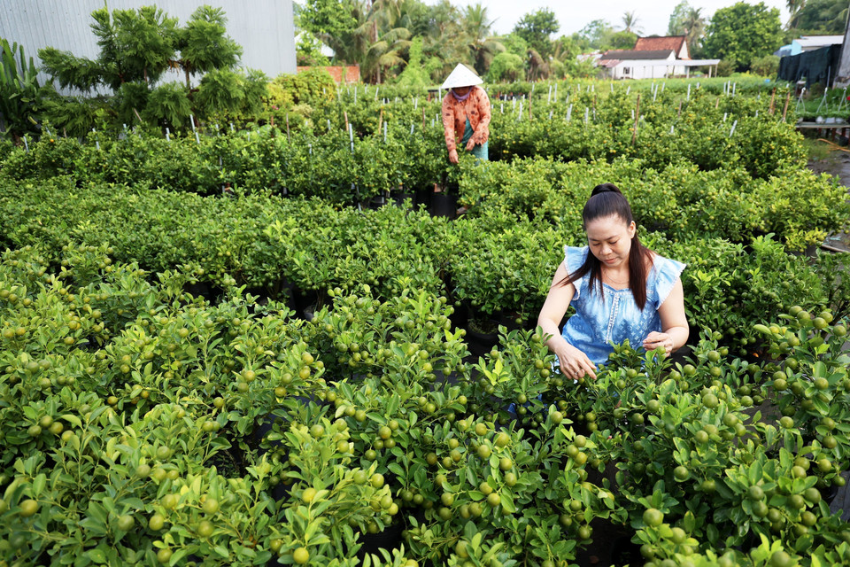 沙沥花村花农主黎氏玉芳正在对橘子盆栽进行护理。图自越通社