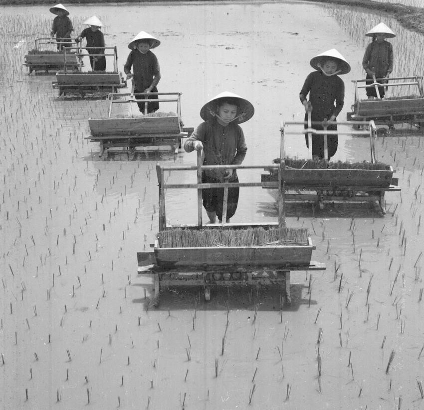 从1955年至1975年，越南共产党在建国卫国的伟大事业中，领导全国取得了巨大胜利，北方致力于社会主义建设，南方则展开了争取国家统一的斗争。图为：1962年，清化省安定县翠大合作社的工人队伍积极参与生产活动。图自 越通社