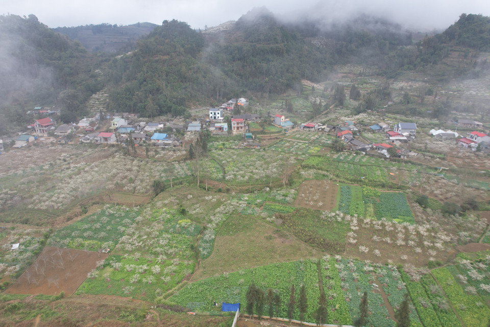 一望无际的李花园在初春时节为北河群山披上一层纯净的白色，点缀出梦幻般的美景。图自 越通社