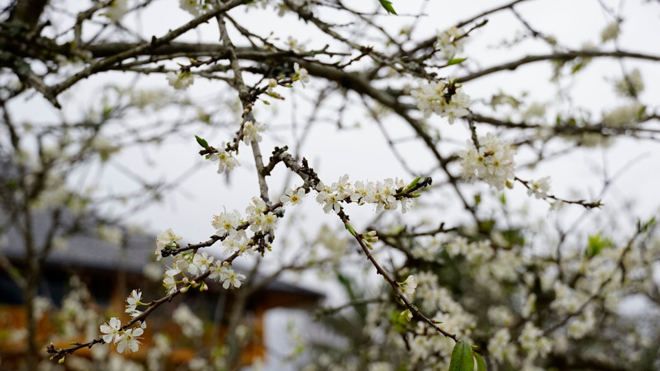 北河的李花独具温柔纯净的魅力。图自 越通社