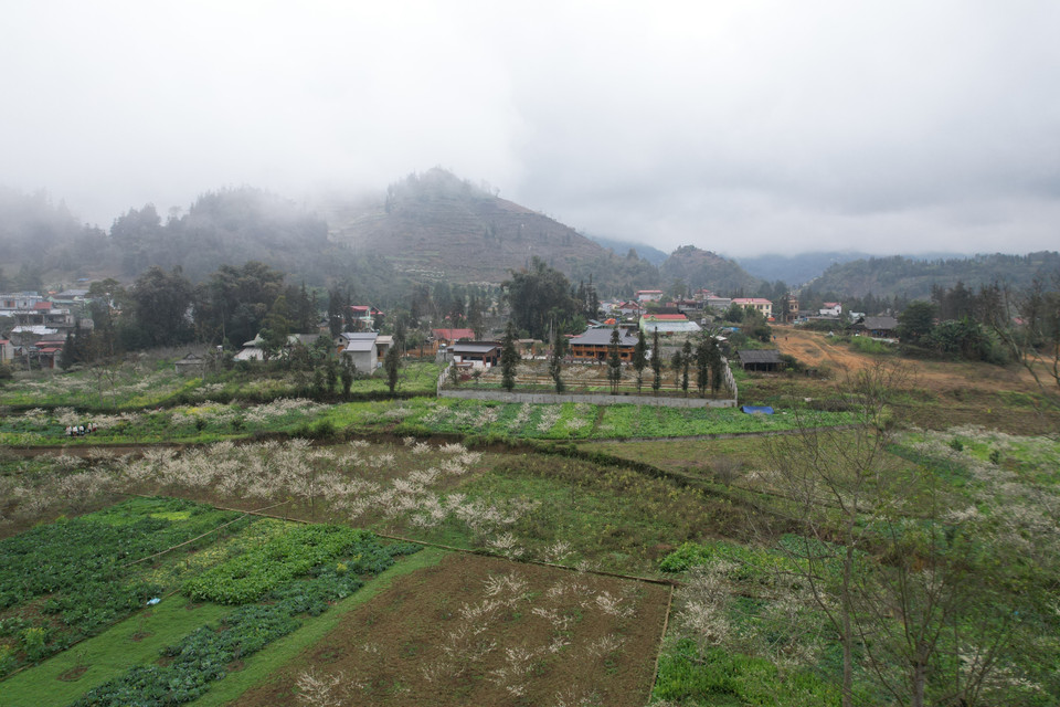 李花园在初春时节为北河群山披上一层纯净的白色，点缀出梦幻般的美景。图自 越通社