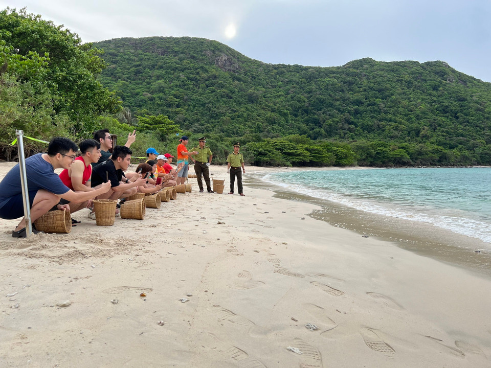 来到昆岛,游客将有机会体验独特的生态旅游线路,亲眼目睹海龟产卵,并参与将小海龟放归大海等活动。图自 越通社