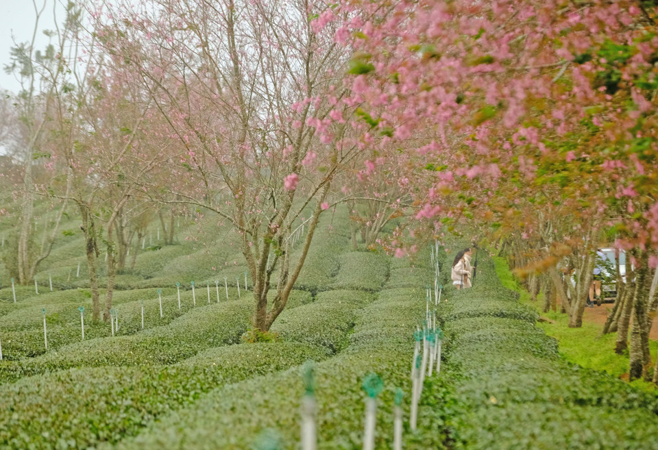 沿着大叻市宣春乡茶山的一排排樱桃花树，已有20至30年的树龄。图自 越通社