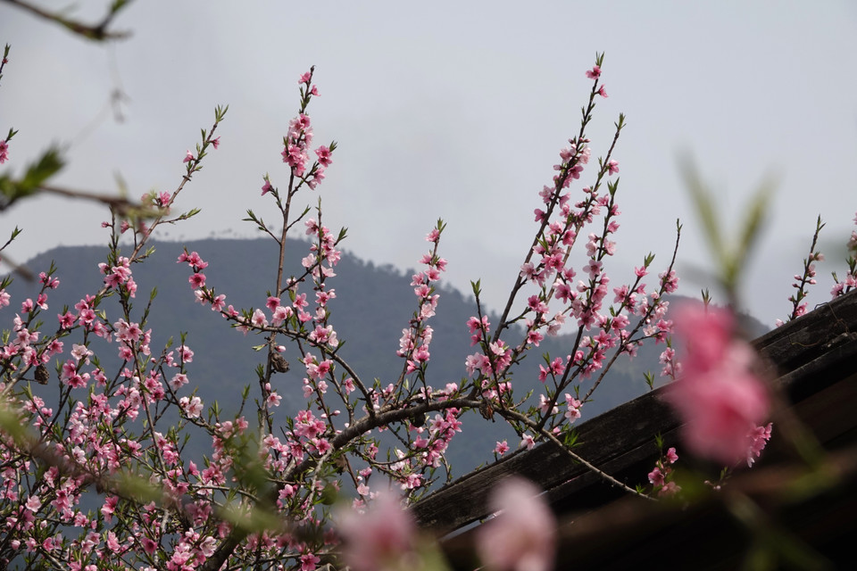 桃花是越南北方民众春节不可或缺的年花。图自 越通社