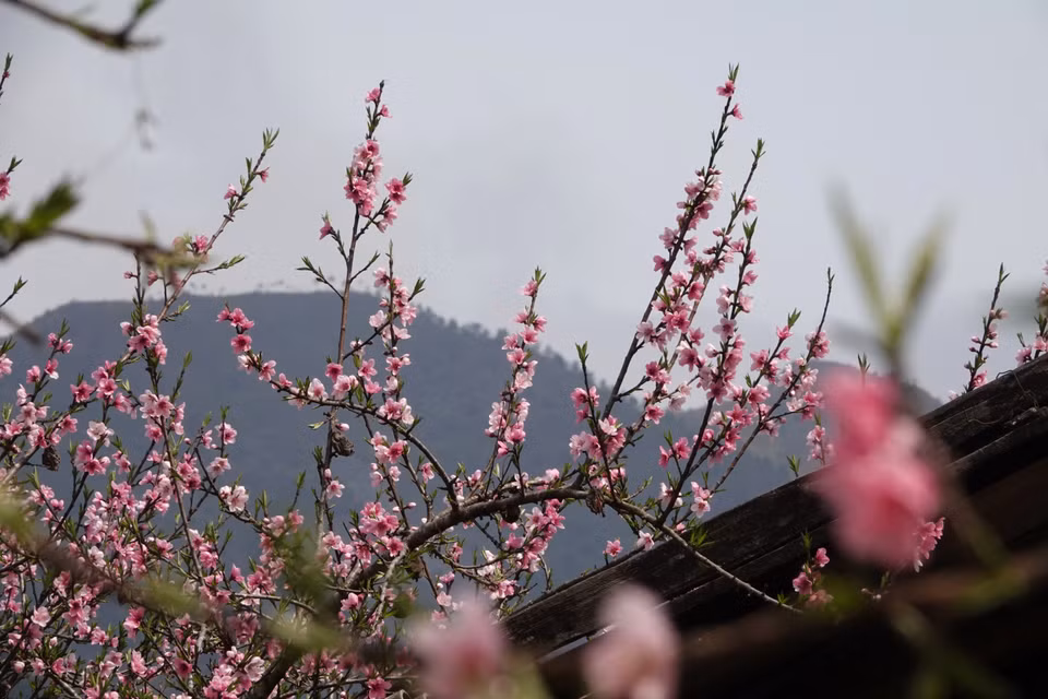 桃花是越南北方民众春节不可或缺的年花。图自 越通社