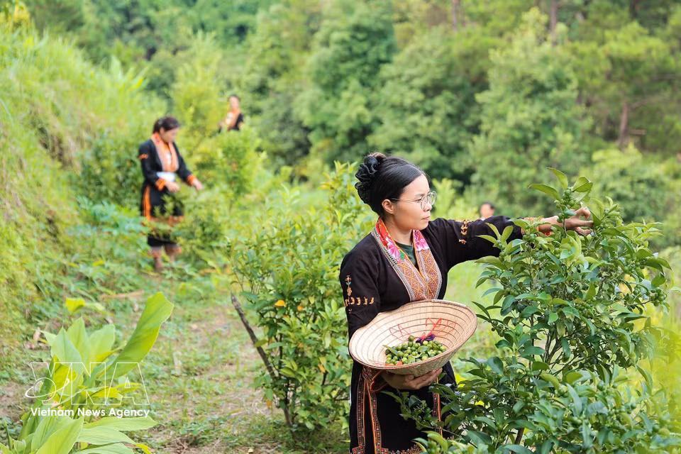母山生态农场合作社成员采摘野生柠檬，并筛选符合标准的果实进行加工。图自 越通社