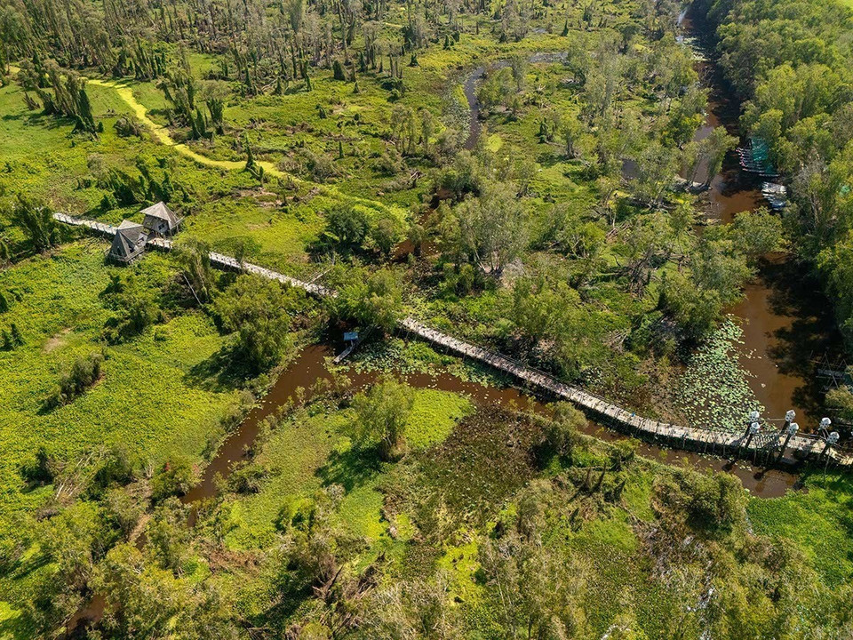 安江省静边乡的白千层树林生态旅游区（Tràm Trà Sư），占地约850公顷，是越南最美、最著名的白千层树林之一。图自 越通社