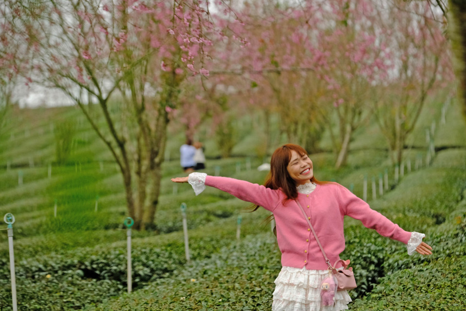 一位游客在桥茶山间的樱桃花林中兴奋地摆姿势，享受美丽的春景。图自 越通社