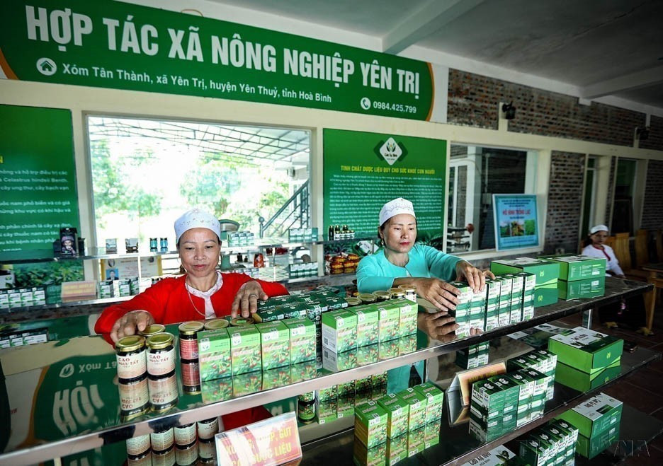 和平省安水县安池农业合作社配备现代化生产线，生产多种优质草药产品。图自越通社