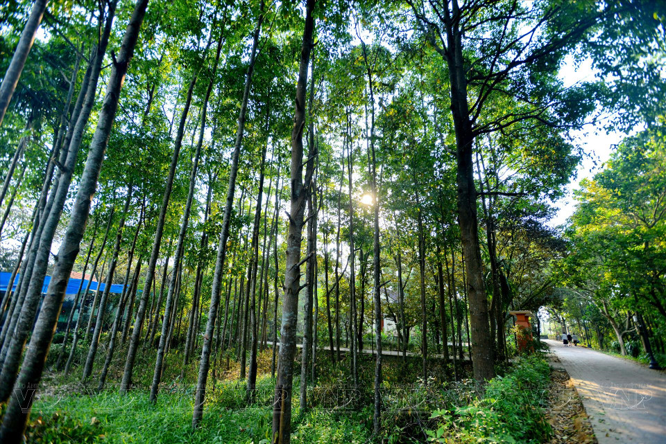 漫步在福迹古村的小道上，四周绿树成荫，让人心旷神怡。图自 越通社《越南画报》