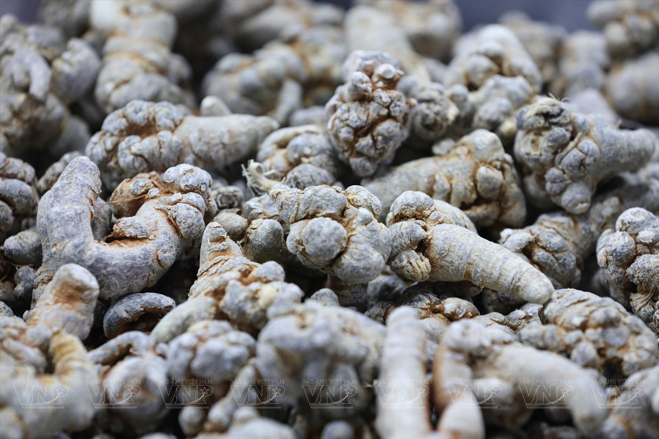 人参三七是珍贵的药用植物产品之一。图自 越通社《越南画报》